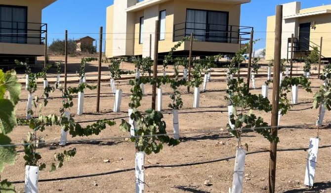 Sol del Valle de Guadalupe